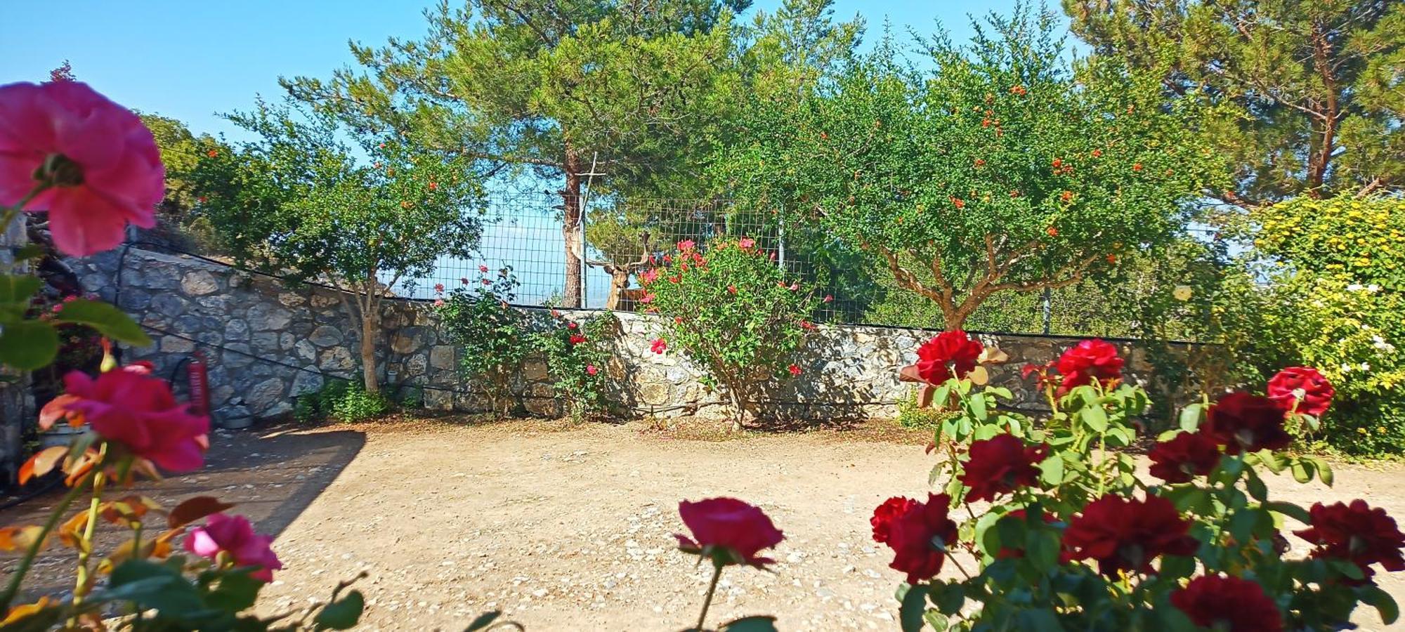 Villa Dora'S House à Istrios Extérieur photo